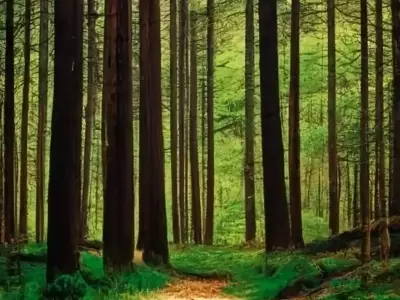 REITH I.A.: Drei Waldgrundstücke zum Verkauf